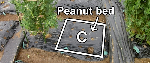 The peanut bed (groundnut bed)