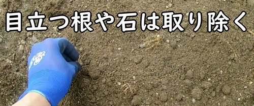 目立つ根っこは取り除く
