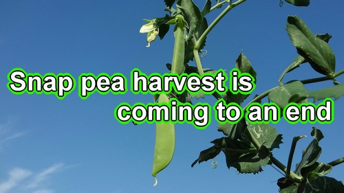 The harvest of snap peas is nearing its end