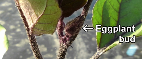 Eggplant bud