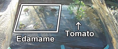 The bed where I planted edamame and tomato