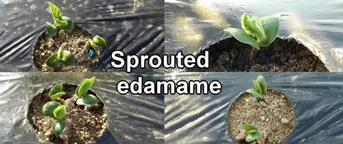 Sprouted edamame