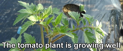 The tomato plant is growing well