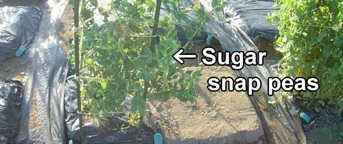 Sugar snap peas