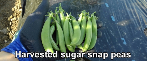 Harvested sugar snap peas
