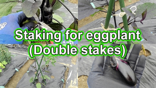 How to set up stakes for eggplant