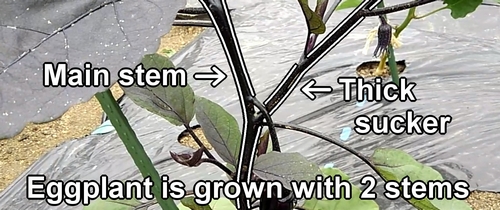 Eggplants are grown with two stems (double stakes)