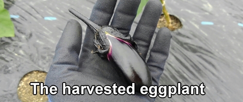 The harvested eggplant
