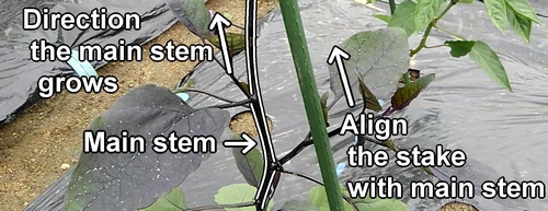 The first thick stake is placed along the main stem of the eggplant