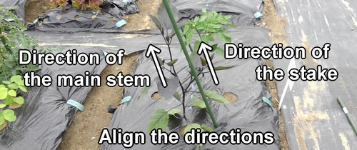Align the direction of the stake with the direction of the main stem