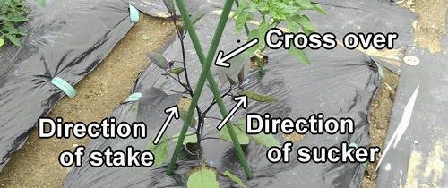 The first stake and the second stake cross over each other