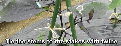 Tie the eggplant stems to the stakes with hemp twine