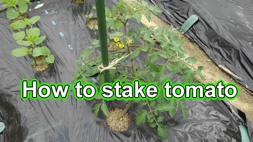 How to stake tomato (Tomato plant support stake)