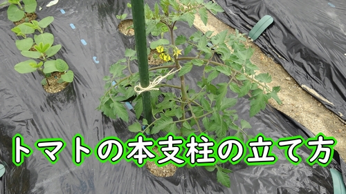 トマトの本支柱の立て方 有機栽培でおいしい野菜作り