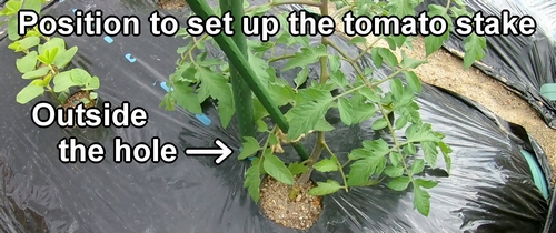The position to set up the tomato stake