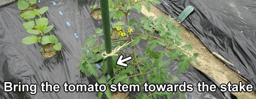 Bring the tomato stem towards the stake