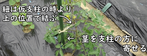 紐を仮支柱から本支柱に付け替える