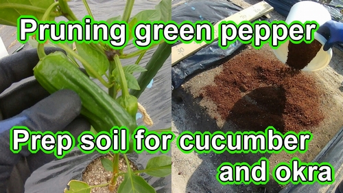 Removing suckers from green pepper and prep soil for cucumber and okra
