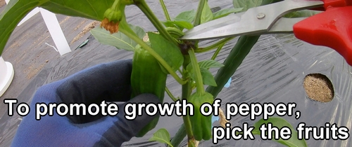 To promote growth of green pepper plant, remove the fruits