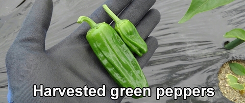 Harvested sweet peppers