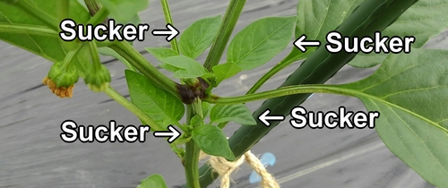 Side shoots of green pepper (Suckers of sweet pepper)