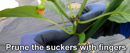 Remove the side shoots of green pepper (Prune the suckers of sweet pepper)