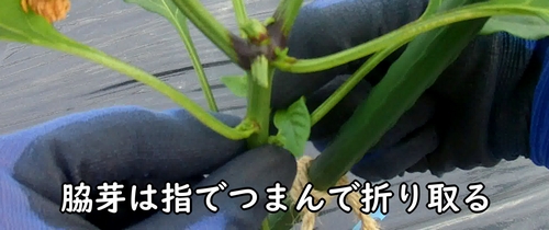 脇芽を摘み取る