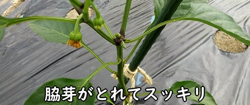 ピーマンの脇芽取り完了