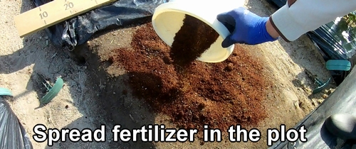 Spread fertilizer in the plot