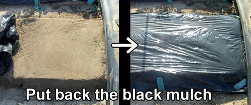 Put back the black polythene mulch