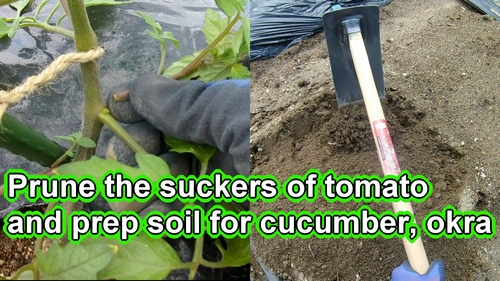 Prune the side shoots of the tomato and prep soil for cucumber and okra