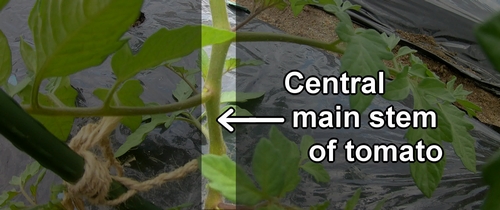 The main stem of a tomato plant