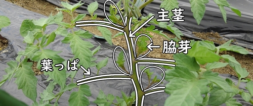 トマトの脇芽取りと キュウリ オクラの栽培準備 有機栽培でおいしい野菜作り