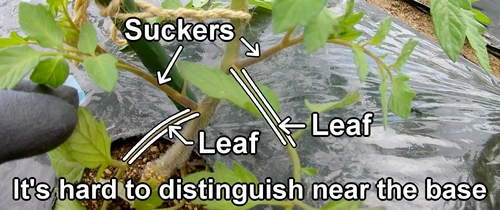 How to distinguish between side shoots and leaves