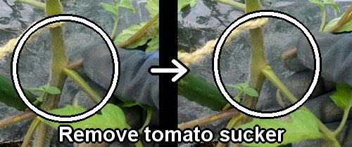 How to remove tomato side shoots