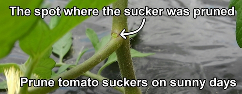 Prune tomato side shoots on sunny days