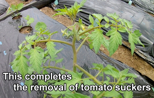 The removal of tomato side shoots is now complete
