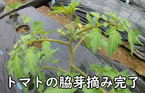 トマトの脇芽かき完了