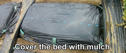Cover the bed with mulch