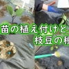 野菜苗の植え付けと枝豆の種まき