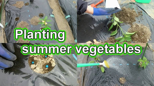Planting summer vegetables and sowing edamame seeds