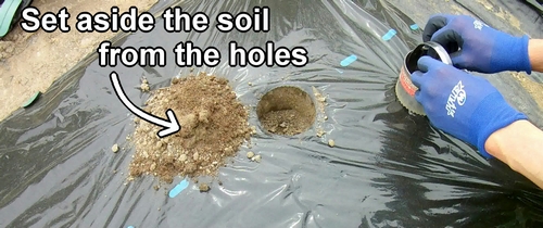 Set aside the soil from the holes