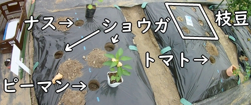 苗と種を植える準備完了