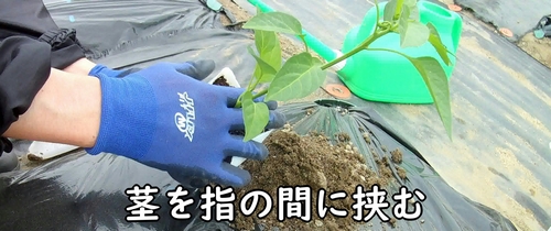 茎を指の間に挟む