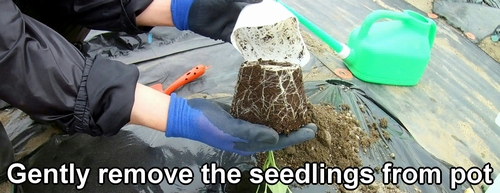 Gently remove the seedlings from the pot