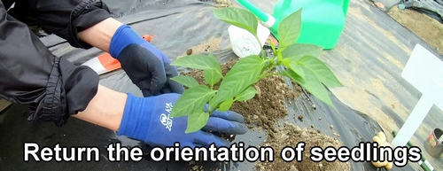 Return the seedlings to their original orientation