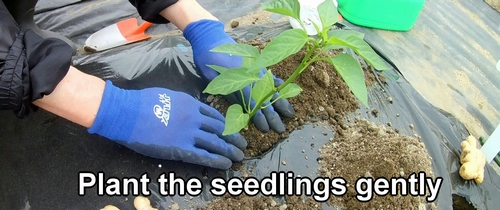 Plant the vegetable seedlings gently