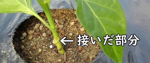 苗は深く植え過ぎない