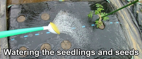 Watering the seedlings and seeds of summer vegetables