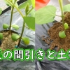 Edamame beans how to grow (Thinning and hilling of edamame bean plants) – 